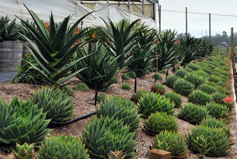 We Offer Succulents From The Superb Succulent Gardens In